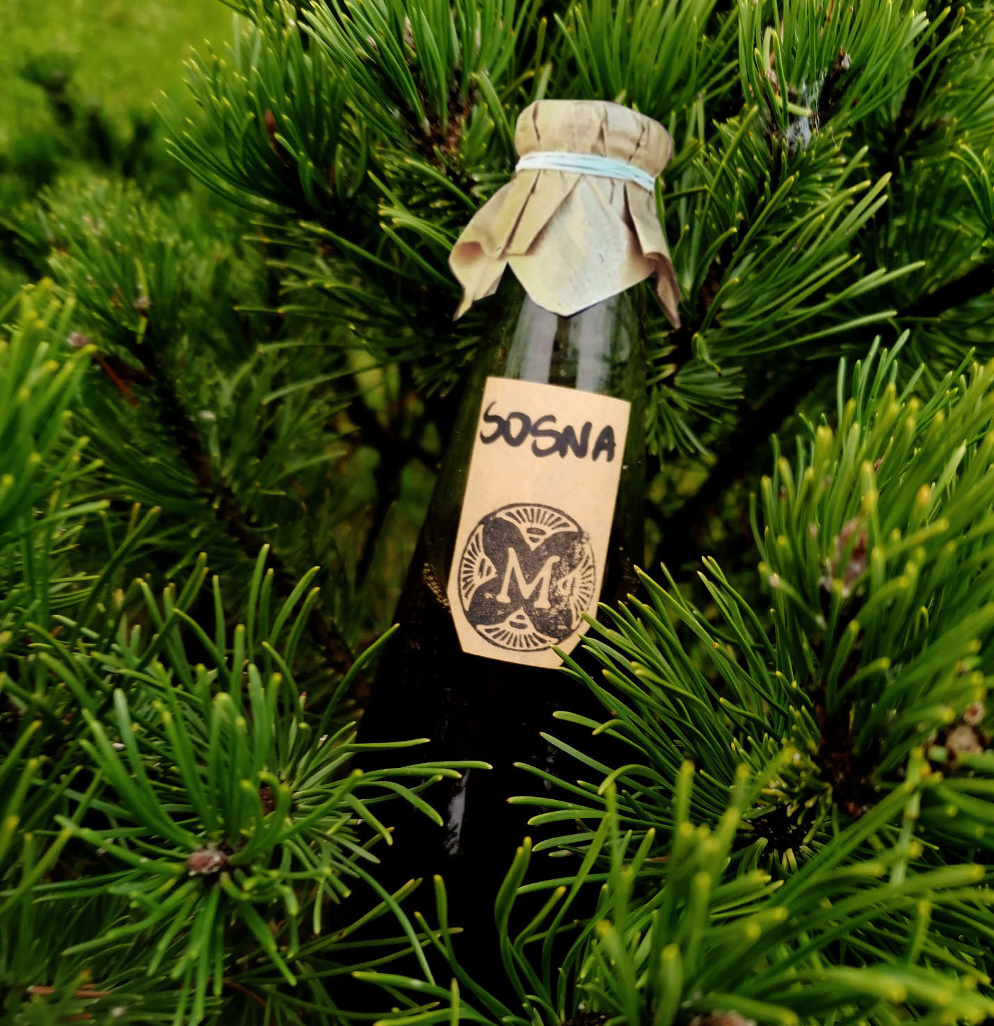 syrop z młodych pędów sosny na ból gardła i kaszel